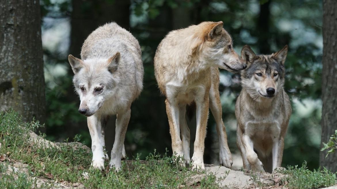 Foto manada lobos